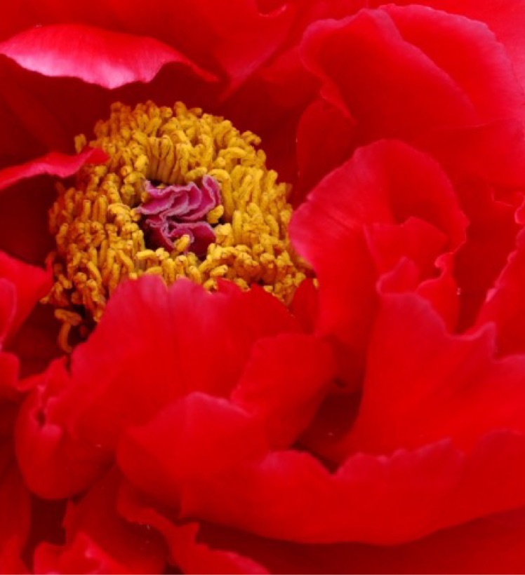 戯曲の酒樽 Vol 3 好い手紙 或る日の幻想 或る秋の紫式部 作 岡本かの子 戯曲の酒樽 Note