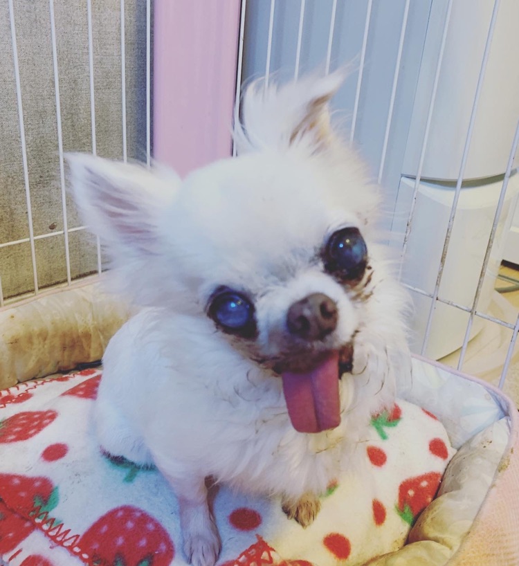 6 お星様になった愛犬ユノちゃん元保護犬 シナモンのゆるゆるcafe Stand Fm