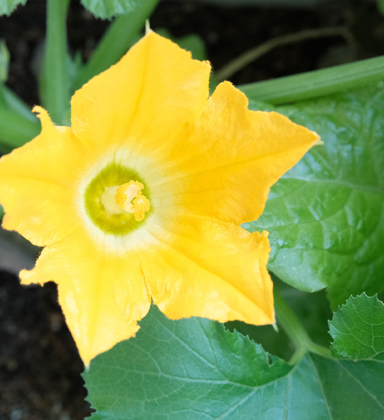 受粉対策 雌花が咲いたのに雄花が咲かない時に ハタモト Note