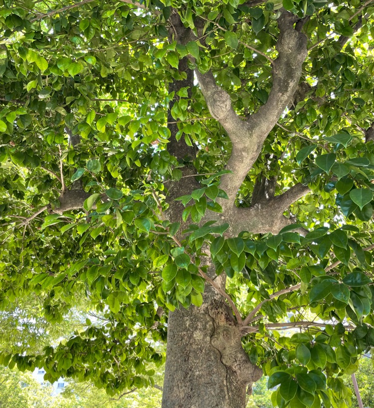 夢をかなえる波動 Stand Fm 夢をかなえる波動 Stand Fm