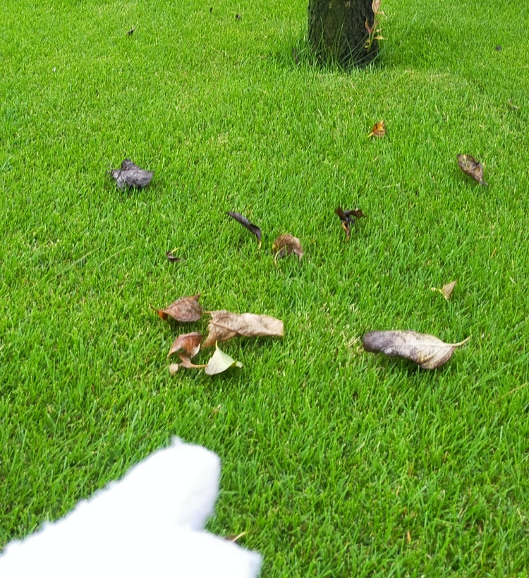 芝張りから１ヶ月間の手入れ やるべきこと やってはいけないこと 芝生パラダイス