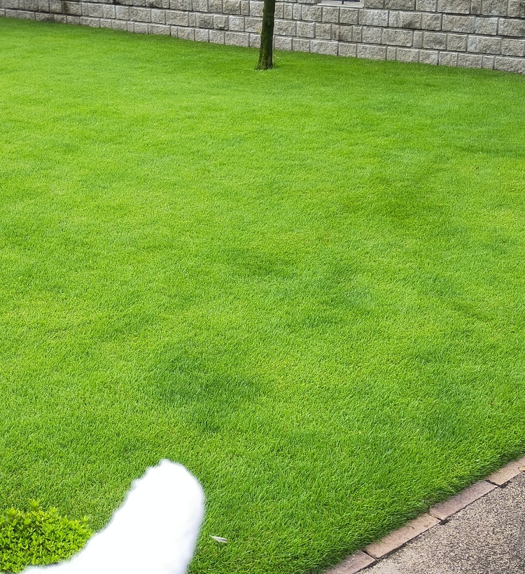 芝生の肥料ムラに気を付けよう Stand Fm 芝生パラダイス