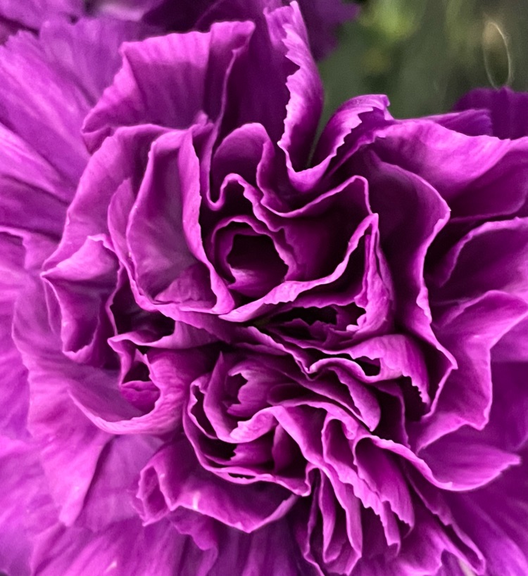 2月21日の誕生花と花言葉 アーコレードの花 を楽しむ癒しチャンネル Stand Fm