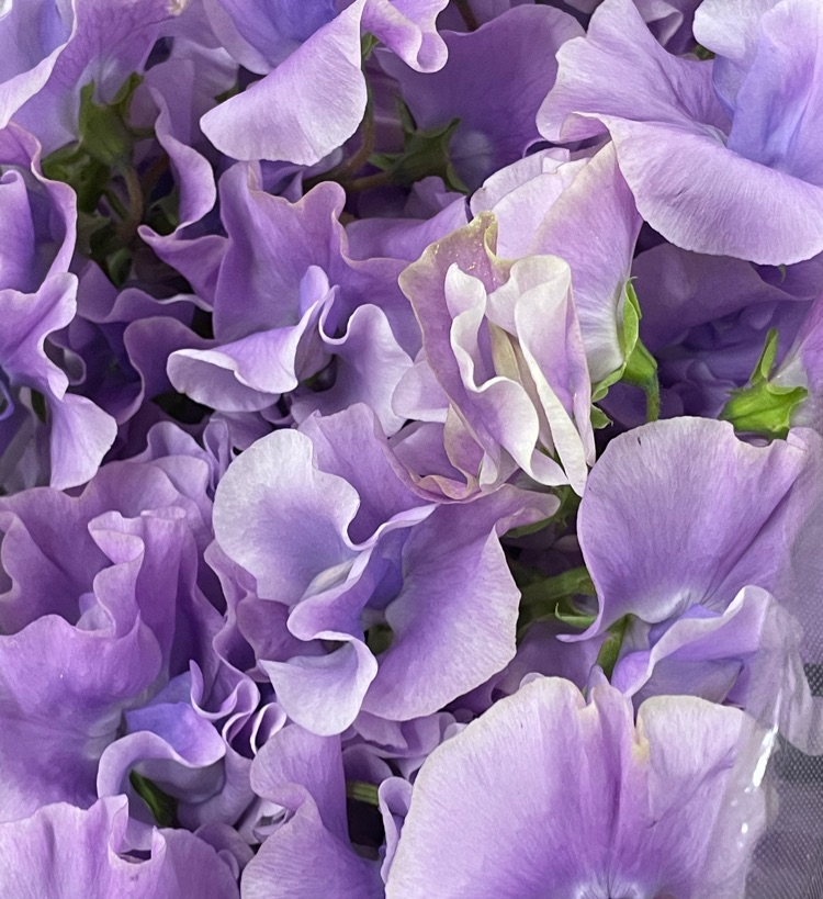 8月日の誕生花と花言葉のご紹介 アーコレードの花 を楽しむ癒しチャンネル Stand Fm