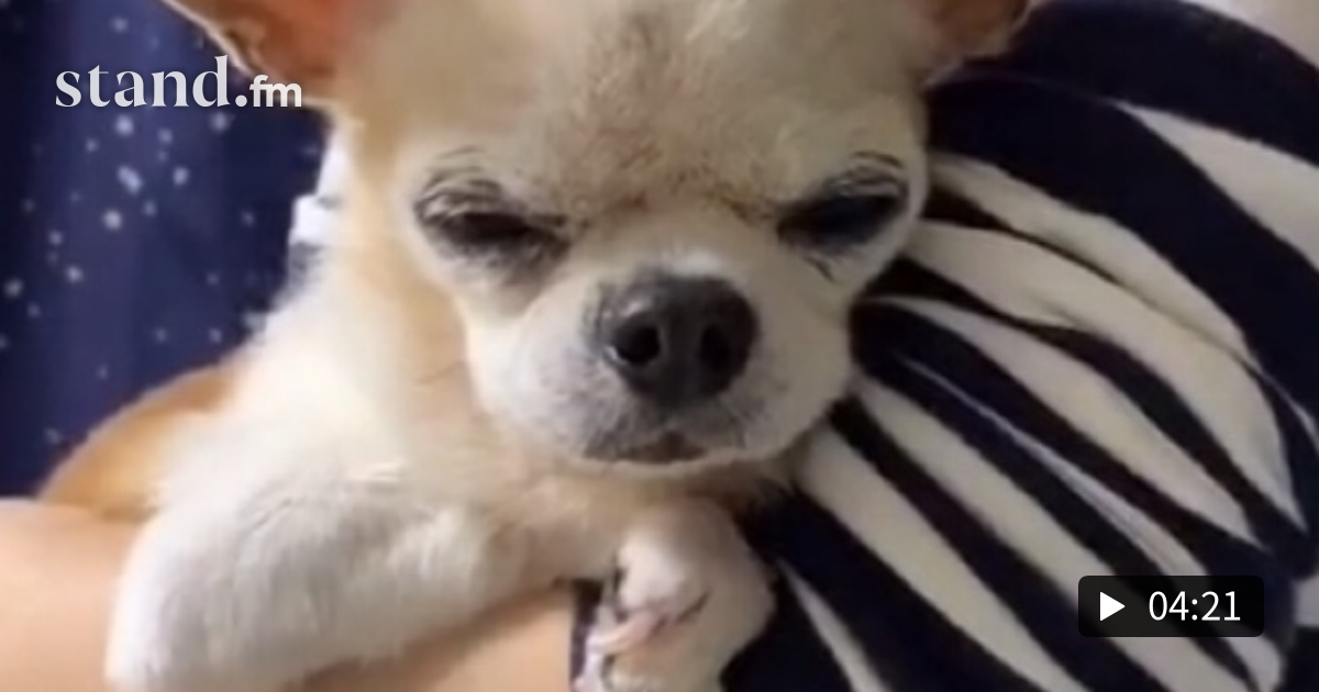 24 ペットは家族 最後まで一緒だよ シナモンのゆるゆるcafe Stand Fm