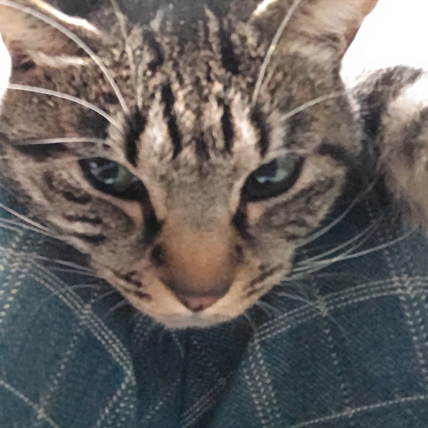 コマぴの相棒 あやコマのチャンネル Stand Fm