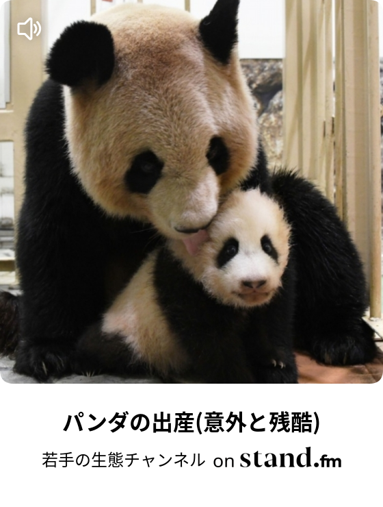 パンダの出産 意外と残酷 スタエフ小学校生物クラブ Stand Fm