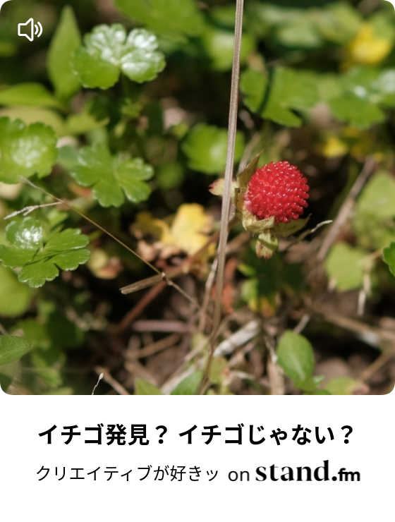 イチゴ発見 イチゴじゃない のんびりラヂオ Stand Fm