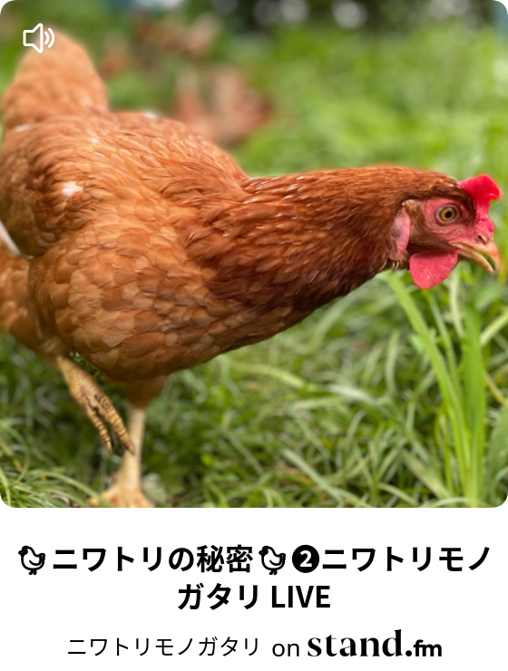 質問募集中 気軽にどうぞ ニワトリモノガタリ Live 第25回 ヤマノハルタカのニワトリモノガタリ Stand Fm