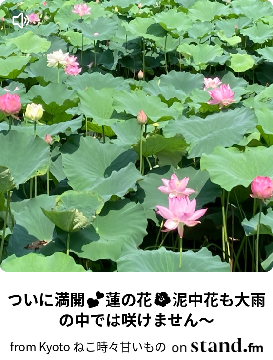 ついに満開 蓮の花 泥中花も大雨の中では咲けません From Kyoto ねこ時々甘いもの Stand Fm