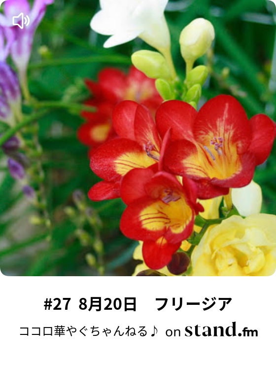 27 8月日 フリージア ココロ華やぐちゃんねる Stand Fm