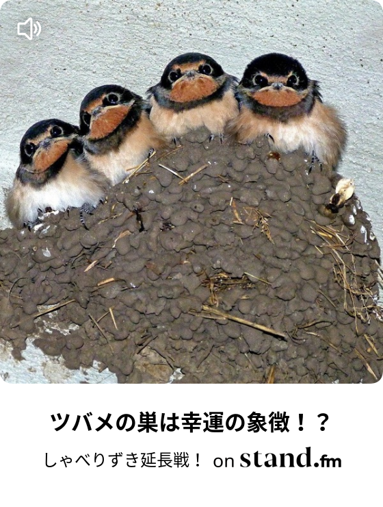 ツバメの巣は幸運の象徴 しゃべりずき延長戦 Stand Fm